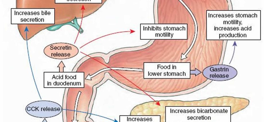 Secretin &#8211; what it is and when to test