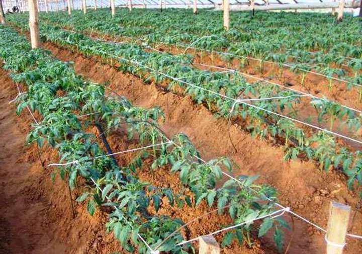 Secrets of caring for tomatoes after planting in the ground