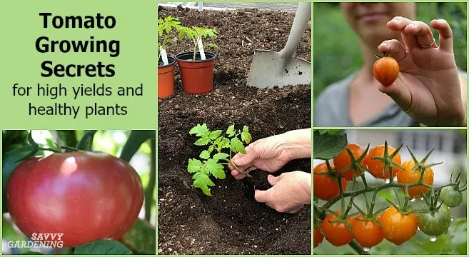 Secrets of caring for tomatoes after planting in the ground