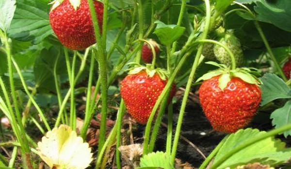 Secrets of growing strawberries: how to get a rich harvest