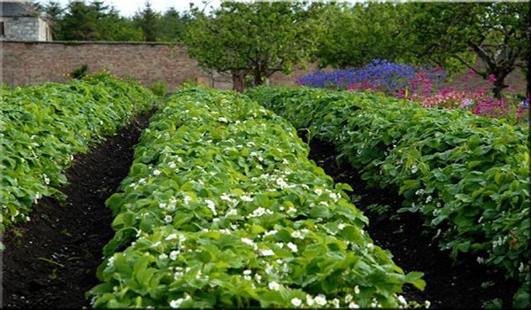 Secrets of growing strawberries: how to get a rich harvest