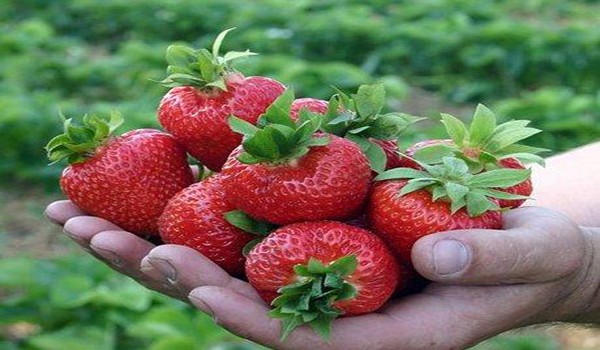 Secrets of growing strawberries: how to get a rich harvest