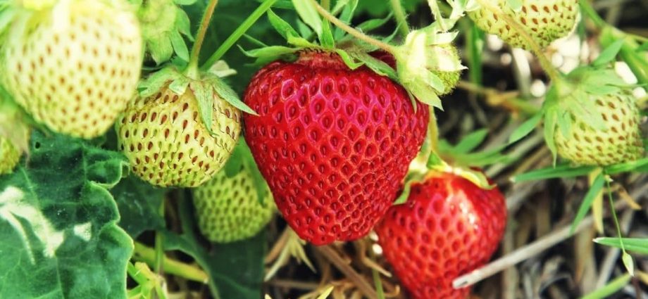 Secrets of growing strawberries: how to get a rich harvest