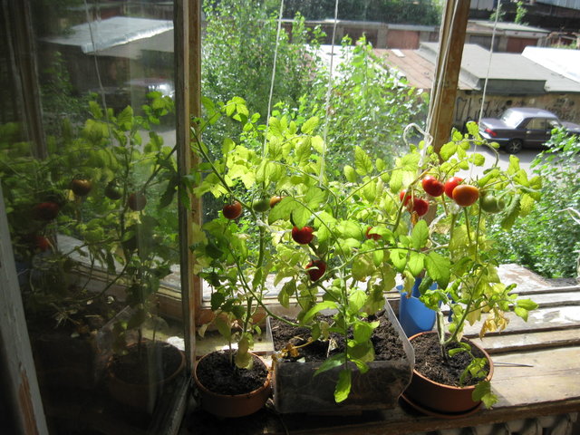 Secrets of growing tomatoes on the windowsill in winter