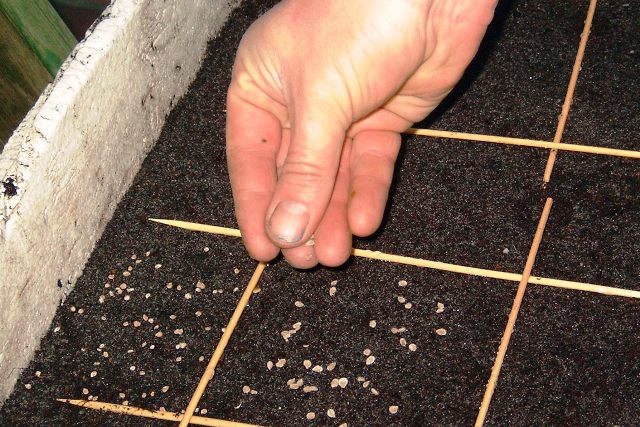 Secrets of growing tomatoes on the windowsill in winter