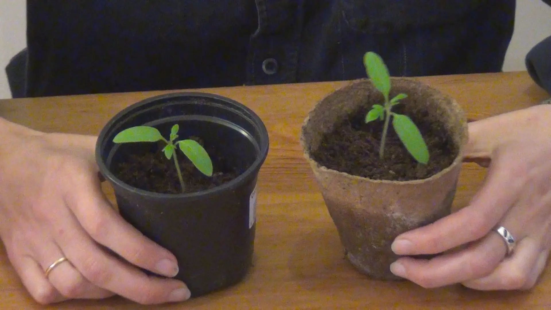 Secrets of growing tomatoes on the windowsill in winter