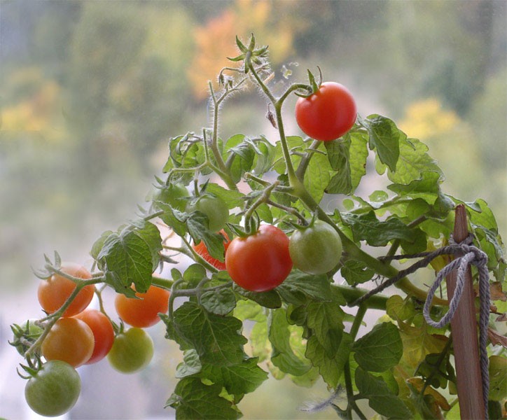 Secrets of growing tomatoes on the windowsill in winter