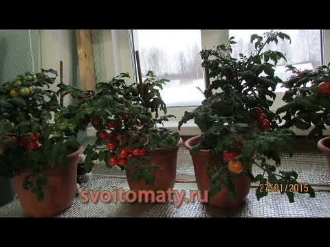 Secrets of growing tomatoes on the windowsill in winter