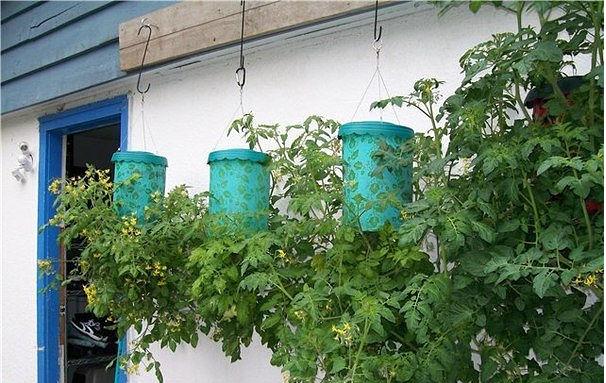 Secrets of Growing Tomatoes Upside Down