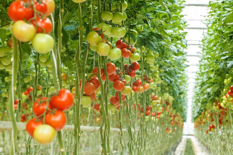 Secrets of Growing Tomatoes Upside Down