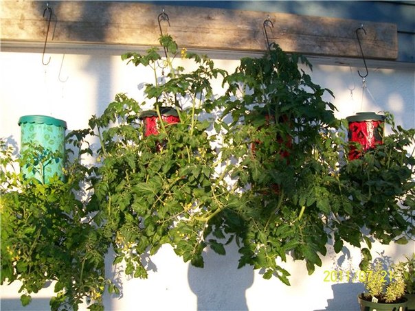 Secrets of Growing Tomatoes Upside Down