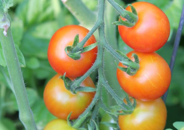 Secrets of Growing Tomatoes Upside Down