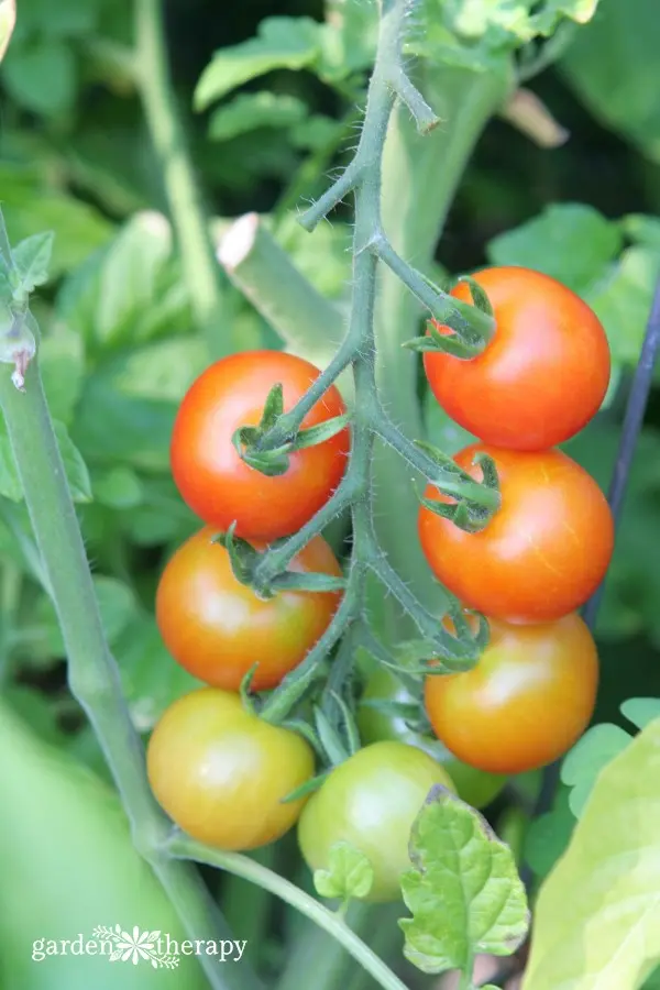 Secrets of Growing Tomatoes Upside Down