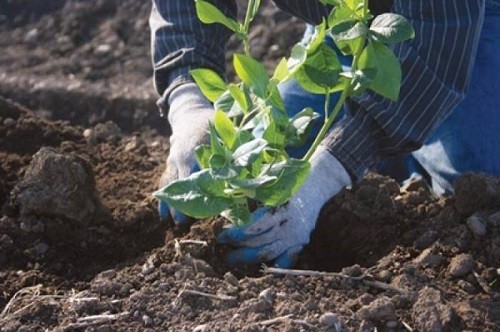 Secrets of planting and growing garden blueberries