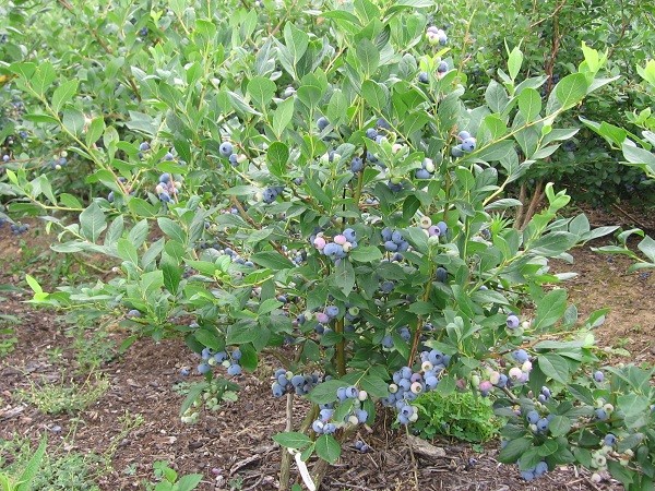 Secrets of planting and growing garden blueberries