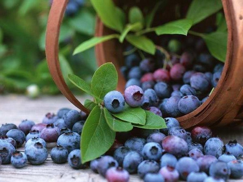 Secrets of planting and growing garden blueberries