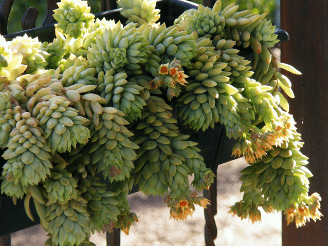 Sedum Morgana (Monkey Tail): photo, planting and care