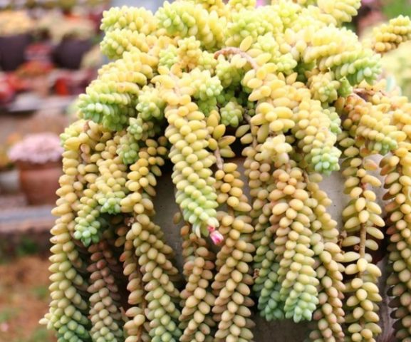 Sedum Morgana (Monkey Tail): photo, planting and care