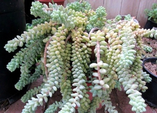 Sedum Morgana (Monkey Tail): photo, planting and care