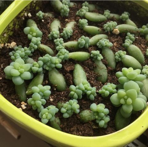 Sedum Morgana (Monkey Tail): photo, planting and care