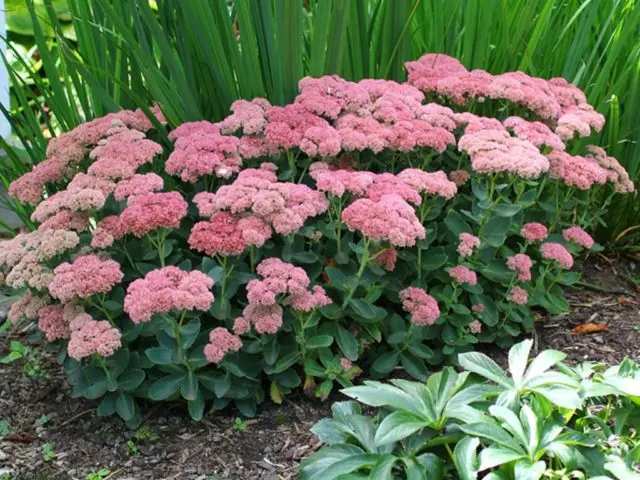 Sedum: planting and care, growing from seeds