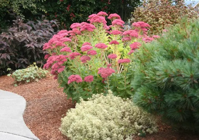 Sedum: planting and care, growing from seeds