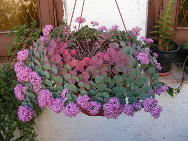 Sedum: planting and care, growing from seeds