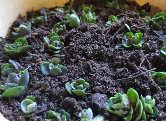 Sedum: planting and care, growing from seeds