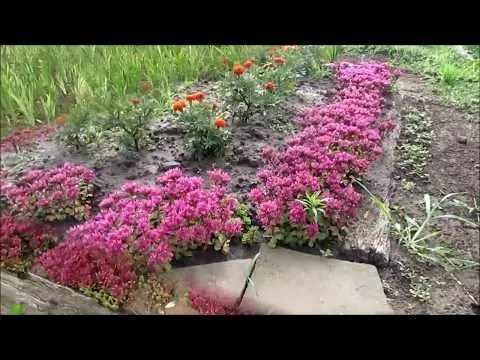 Sedum: planting and care, growing from seeds