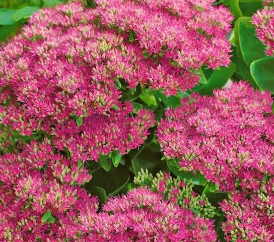 Sedum: planting and care, growing from seeds