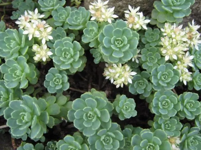 Sedum: planting and care, growing from seeds