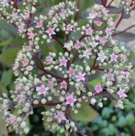 Sedum (sedum) Matrona: photo and description, height, cultivation