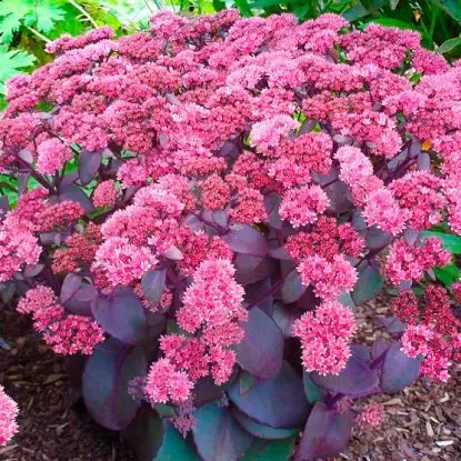 Sedum (sedum) Matrona: photo and description, height, cultivation