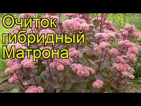 Sedum (sedum) Matrona: photo and description, height, cultivation