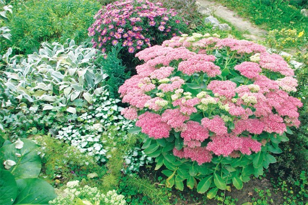 Sedum (sedum) Matrona: photo and description, height, cultivation