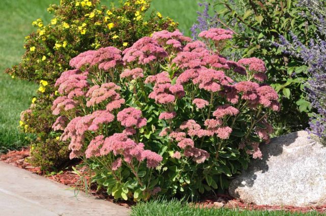 Sedum (sedum) Matrona: photo and description, height, cultivation