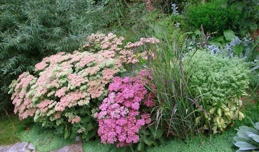 Sedum (sedum) Matrona: photo and description, height, cultivation