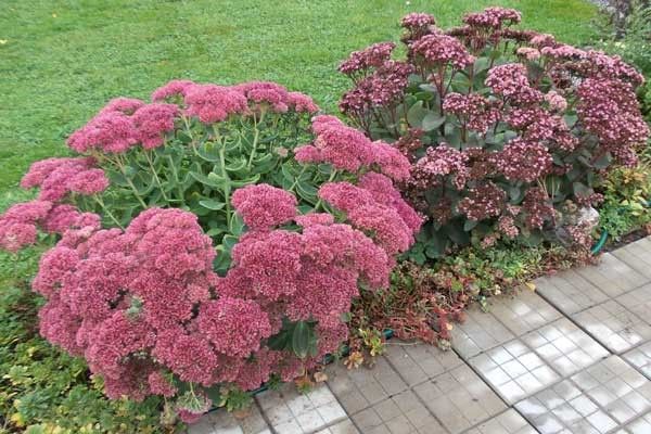 Sedum (sedum) Matrona: photo and description, height, cultivation