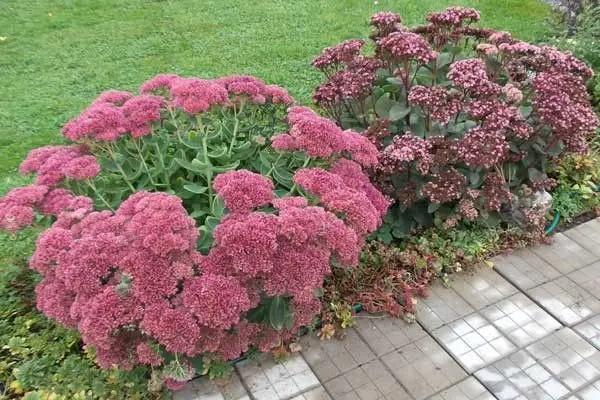 Sedum (sedum) Matrona: photo and description, height, cultivation