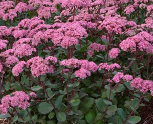 Sedum (sedum) Matrona: photo and description, height, cultivation