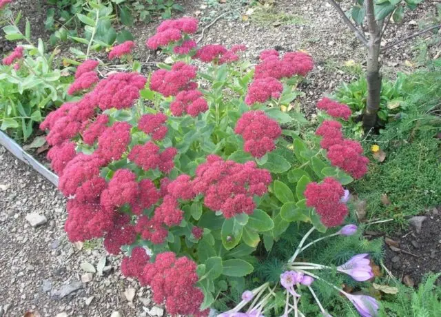 Sedum (sedum) Matrona: photo and description, height, cultivation