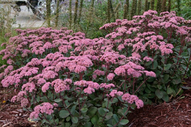 Sedum (sedum) Matrona: photo and description, height, cultivation