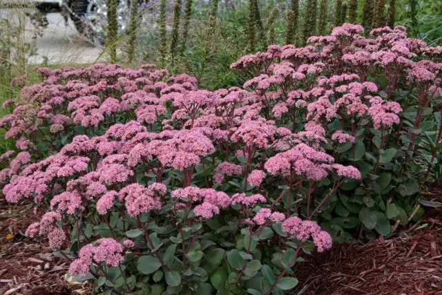 Sedum (sedum) Matrona: photo and description, height, cultivation