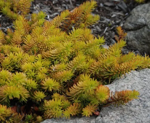 Sedums: varieties, types with photos and names