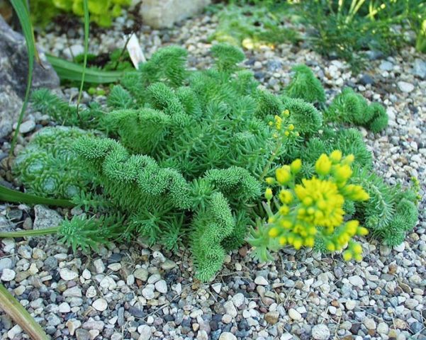 Sedums: varieties, types with photos and names