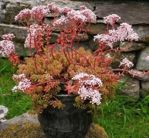 Sedums: varieties, types with photos and names