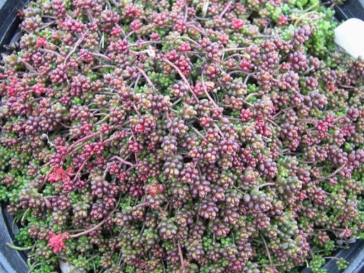 Sedums: varieties, types with photos and names