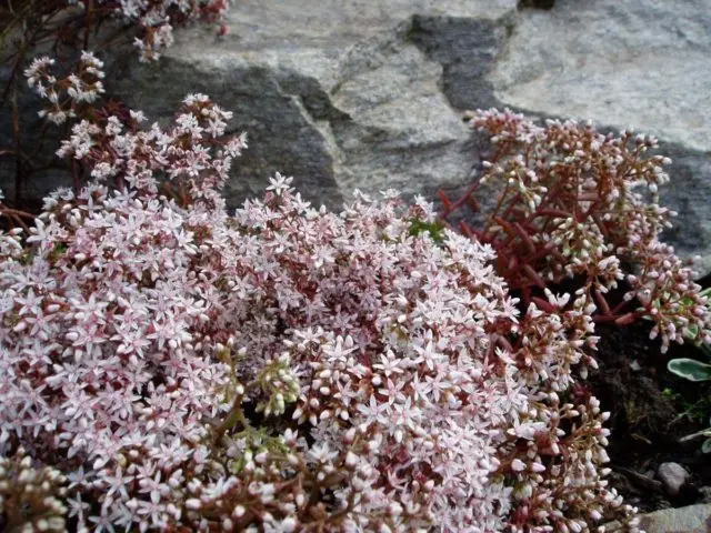 Sedums: varieties, types with photos and names