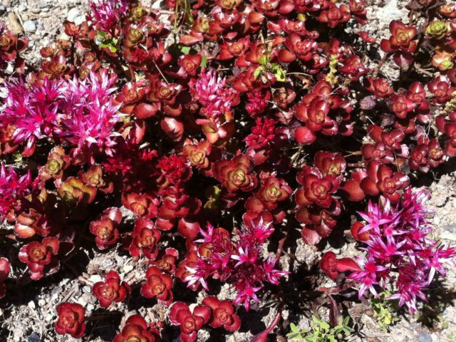 Sedums: varieties, types with photos and names