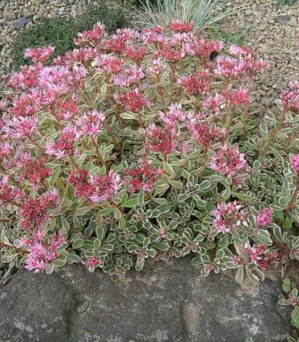 Sedums: varieties, types with photos and names